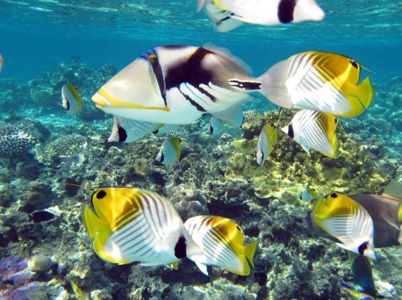 Castaway Rarotonga